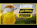 TOP 8: Cantos De &quot;Pitiguari&quot; MAIS BONITOS e MELHORES - Pássaro Popular No Brasil !!!