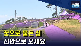 꽃으로 물드는 신안의 섬들[목포MBC 뉴스데스크]