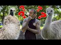 EMU GENDER REVEAL!!