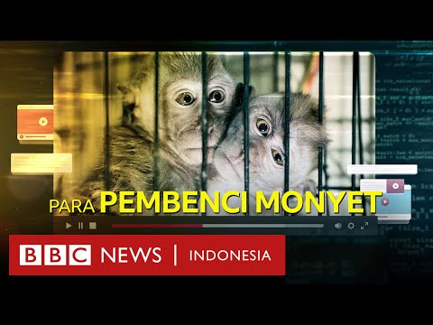 Di balik komunitas global pemesan konten penyiksaan monyet kejam dari Indonesia - BBC News Indonesia