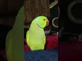 Ringneck Parrot Bird. pet parrot #parrot #birds #petlover #parrotlover #ytshorts