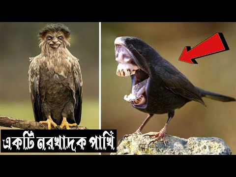 ভিডিও: একটি কনডো ম্যানেজমেন্ট কোম্পানির দায়িত্ব কি?