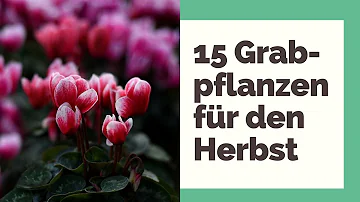 Welche Blumen eignen sich gut für den Friedhof?