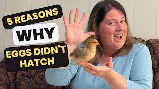 5 Reasons Why Eggs Didn't Hatch | Incubation Problems!