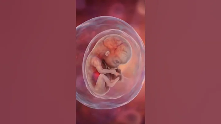 4 Weeks Embryo Movements in The Womb #biology #pregnancy