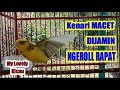 Langsung Nyaut Kenari Macet Bunyinya Pancingan Kenari Agar Gacor Ngeroll Rapat Mp3 - Mp4 Download