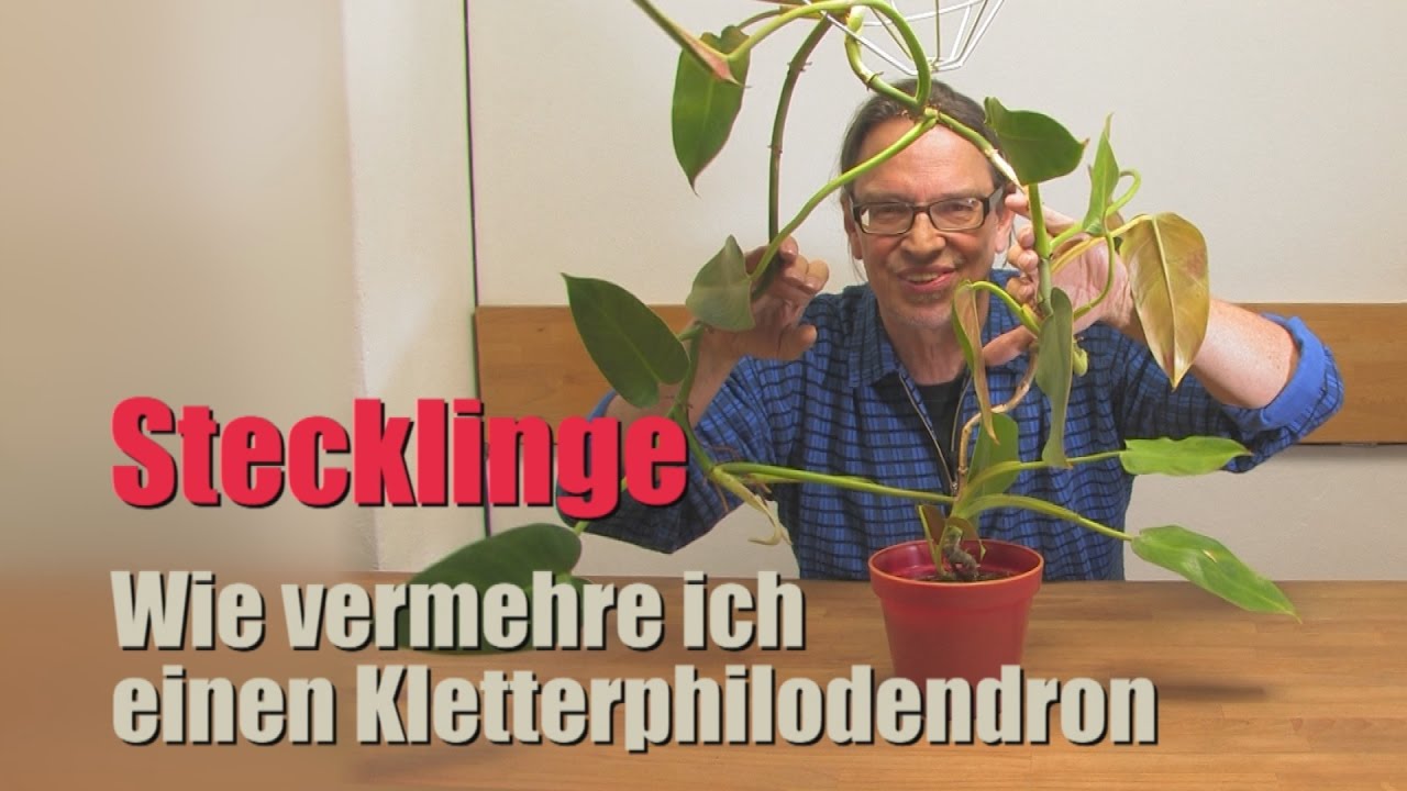 Stecklinge als Geburtstagsgeschenk - DIY - Vermehren eines  Kletterphilodendron - Ein Kinderspiel