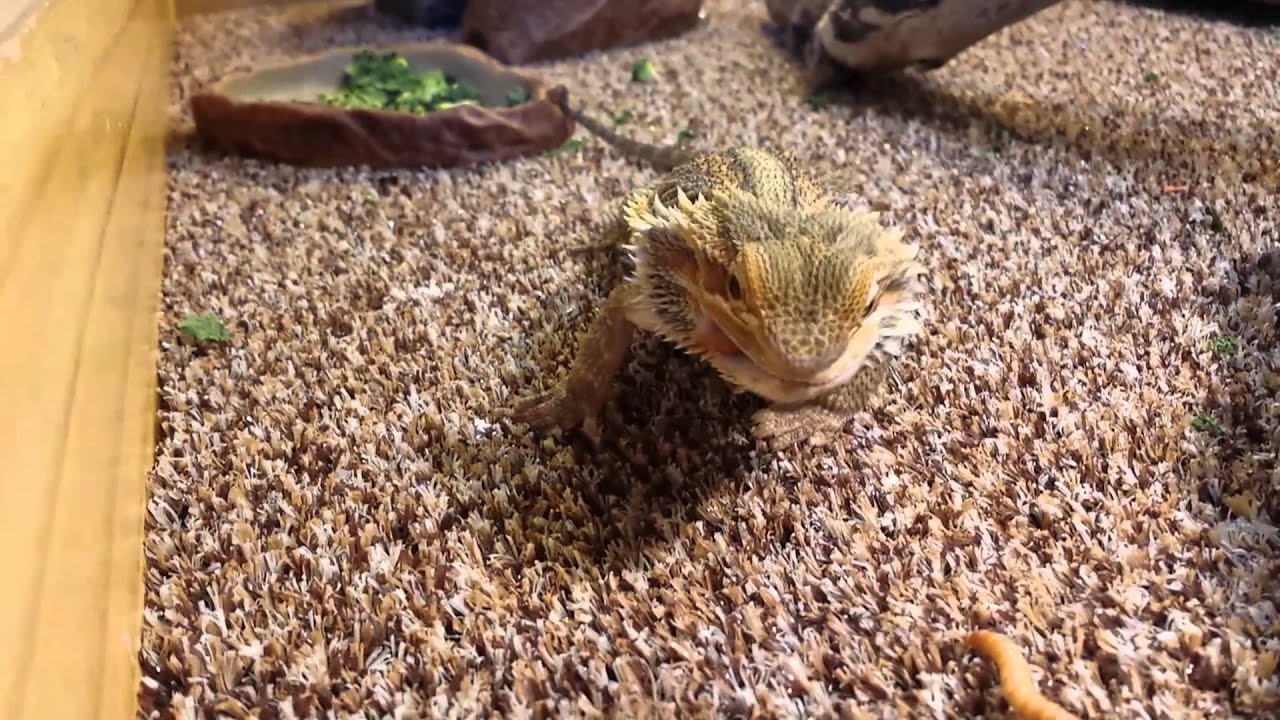My Bearded dragon eating meal worms YouTube