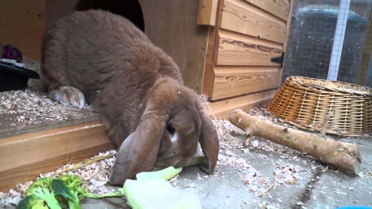 french lop care