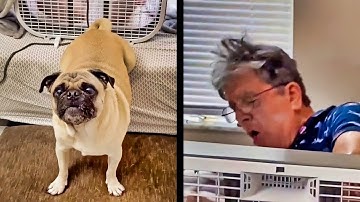 What Happens When A Dog Farts Through A Fan? - Best of Internet