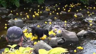Gogo Duck Race - Largs Viking Festival 2010