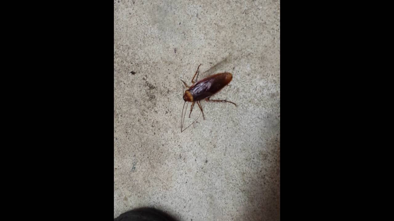 Таракан американский - YouTube