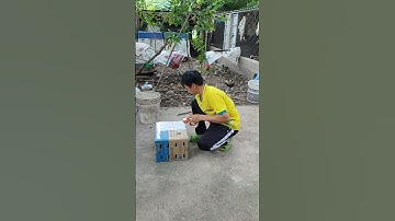 lên đường phục vụ ae đam mê🐓 #thứcgàrừng86 #gàrừngtaitrắng #gàrừngrặc