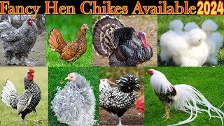 Fancy Hen All Breed Chikes Available 🐥 Frezal Bantam Chick Available 🐥