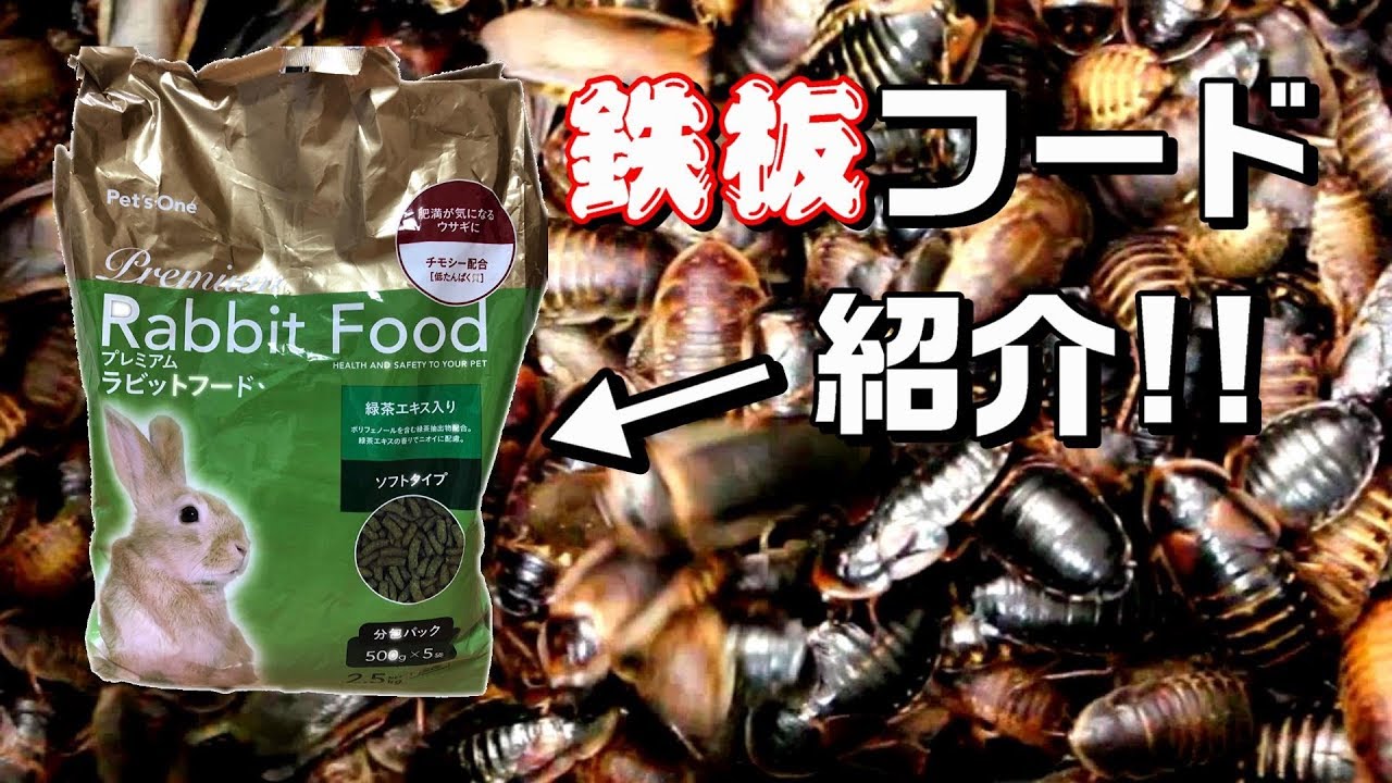 鉄板フード デュビアにエサあげてみた オススメ Youtube 鉄板フード デュビアにエサあげてみた オススメ Youtube