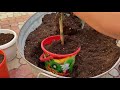 Сюрпризы при пересадке, мучнистый червец, полная замена грунта