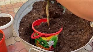 видео: Сюрпризы при пересадке,  мучнистый червец, полная замена грунта картинка: Сюрпризы при пересадке,  мучнистый червец, полная замена грунта