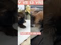 SHIHTZU PUPPY VS 13 YRS OLD #dog #dogs #short #shorts #viral #youtubeshorts #shortvideo #ytshorts