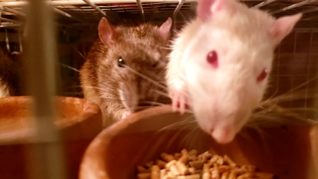 Rattie Mealtime