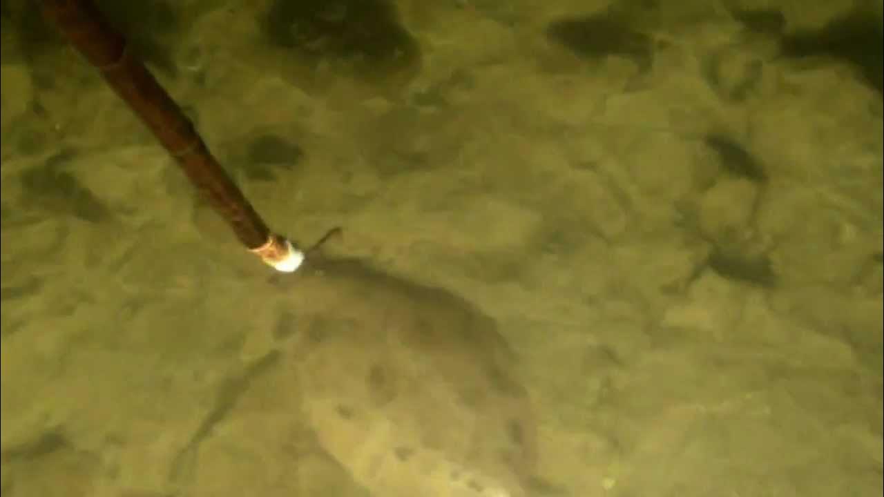 Flounder Gigging Charter YouTube