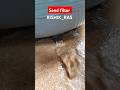 sand filter media removal in RAS#aquaculture #ras #fishfarming #fish #filter #sand #shorts #water