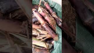 Sugar Cane Cuttings For Planting At Jovar Resources Rc 2875407 2348036399734