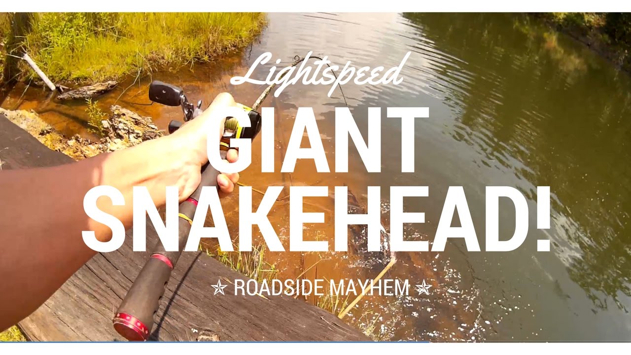 Lightspeed - Roadside Mayhem: Giant Snakehead (Toman) 5 kg