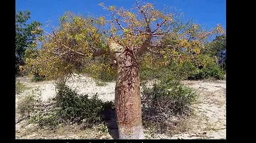 Quels sont les noms d'arbres ?