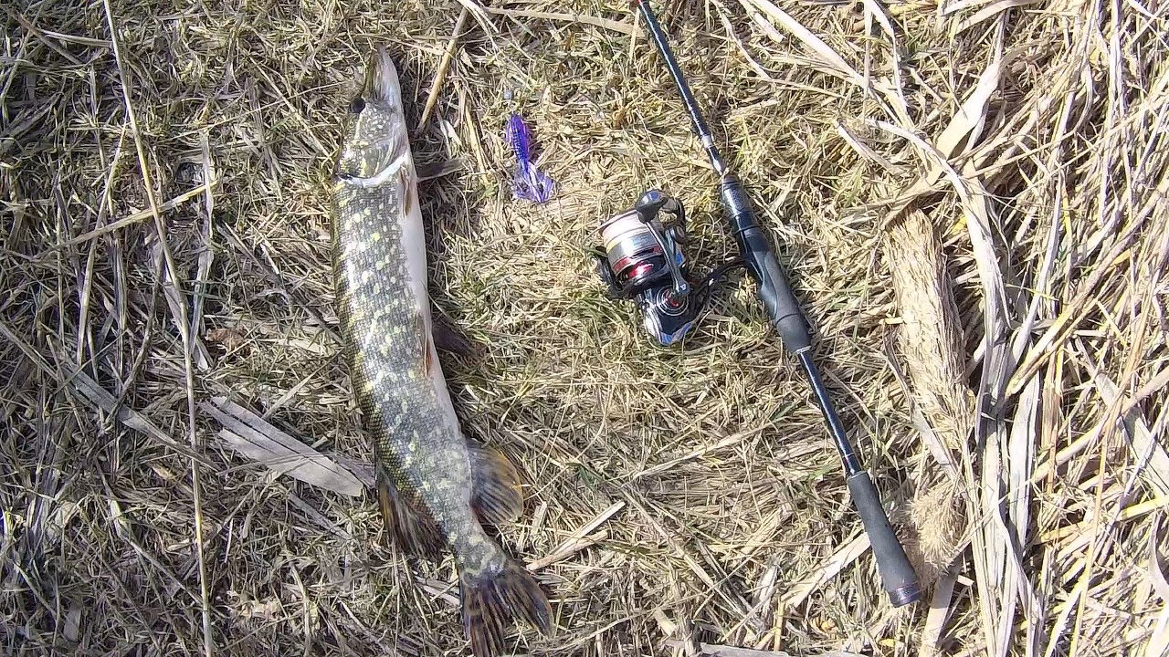 Ловля пассивной щуки на спиннинг ранней весной. Открытие сезона!