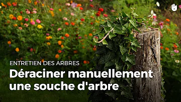 Qui appeler pour enlever une souche d'arbre ?