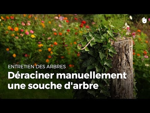 Vidéo: Comment Déraciner Une Souche D'arbre