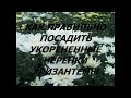 КАК ПРАВИЛЬНО ПОСАДИТЬ УКОРЕНЕННЫЕ ЧЕРЕНКИ ХРИЗАНТЕМЫ?СХЕМА ПОСАДКИ.