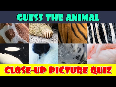 Guess the Animal from a Close-Up Picture Quiz