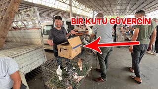 Güvercin Pazarından Kutu Dolusu Güvercin Aldım