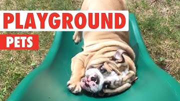 Playground Pets | Funny Pet Video Compilation 2018