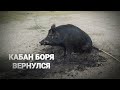 ДИКИЙ КАБАН/ БОРЯ ВЕРНУЛСЯ С КАЛЫМА/ ДОСТАВКА ДИКОГО КАБАНА НА МАНИПУЛЯТОРЕ/