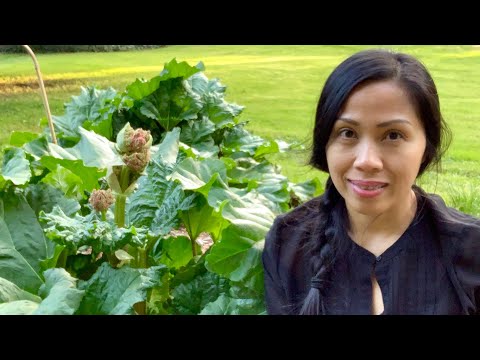 Growing Rhubarb - Removing Flower Stalks