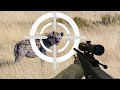 صيد الضبع بالبندقية. 🔞😱 hyena hunting