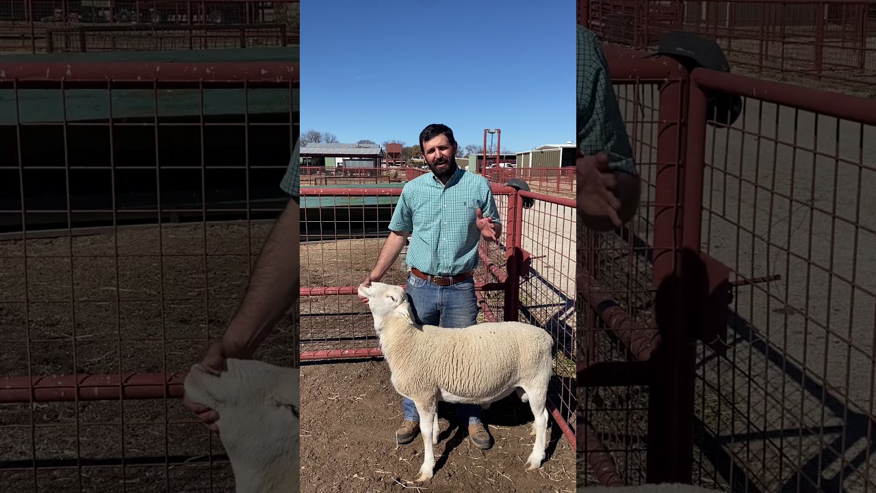 caseous-lymphadenitis-in-sheep-and-goats-youtube