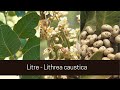El Litre - Lithrea caustica. Características, usos y tradiciones populares
