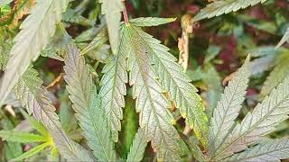 How to get MASSIVE YEILDS on a cannabis plant?  Ep 09 - DAY 9 of FLOWER #verolux00 #cannabisdaily