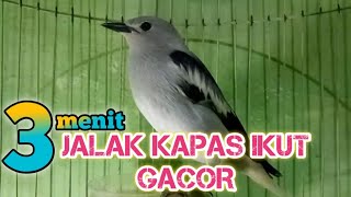 SUARA PANCINGAN AMPUH JALAK KAPAS GACOR