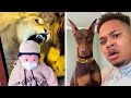 Knox dog and suavexavier 5  funniest dog 2023