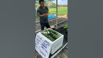 Hoa Cúc Giống Khánh Hòa A NHÀN Đại Đóa Pha Lê Mô Nhân Trồng Chậu Vụ Hoa Cúc Tết 2026 Xuất Bắc Nam