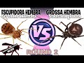 ESCUPIDORA VS ARAÑA DEL ARMARIO - ROUND 2