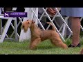 Lakeland Terriers | Breed Judging 2021 の動画、YouTube動画。