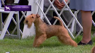 Lakeland Terriers | Breed Judging 2021