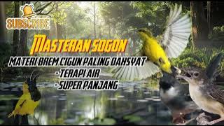 MASTERAN SOGON MATERI BREM CIGUN PANJANG TERDAHSYAT 2025 ‼️#sogon #sogongacor #sogongacorngobra