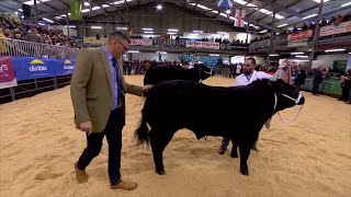 Bustach o Darw Limousin | Steer Sired by Limousin