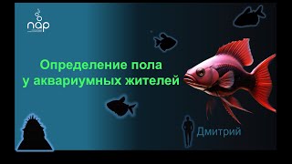 Определяем пол у аквариумных обитателей